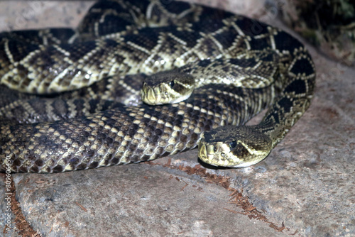Eastern diamondback rattlesnake (Crotalus adamanteus) in a zoo : (pix Sanjiv Shukla)