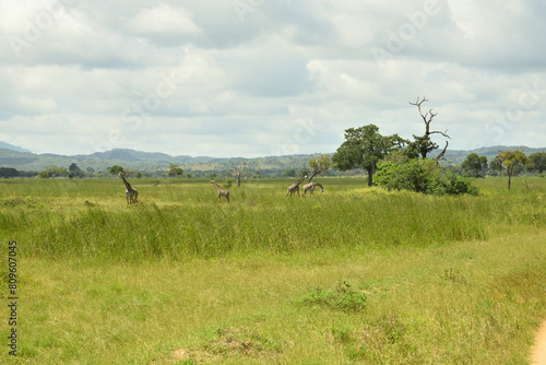 Giraffes roaming on savanah of Tanzania