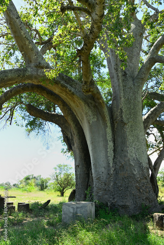 Majestic baobab trees  known for its incredible longevity and ability to store water.