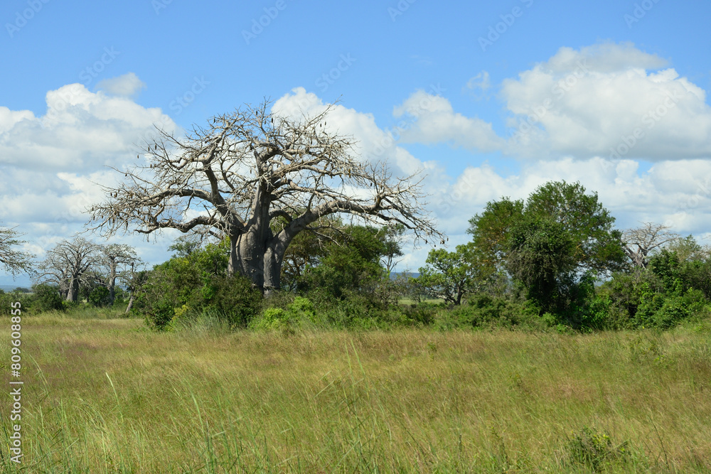 Majestic baobab trees known for its incredible longevity and ability to store water. Majestic baobab trees known for its incredible longevity and ability to store water.