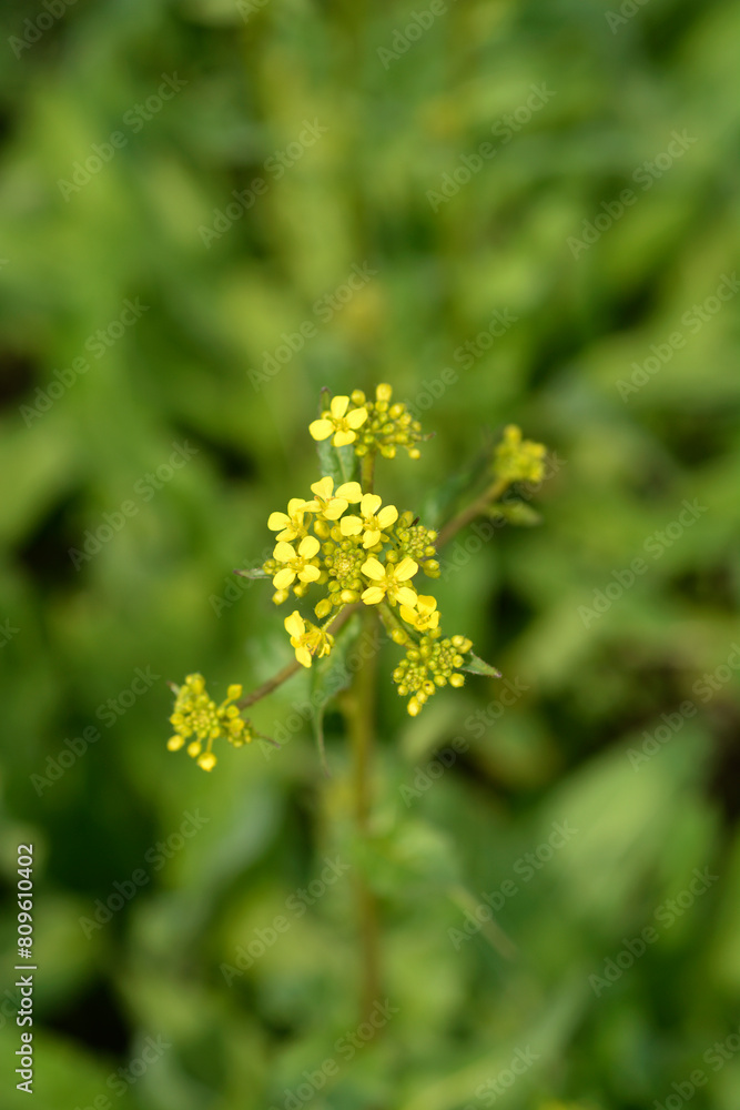 Turkish rocket flowers Turkish rocket flowers