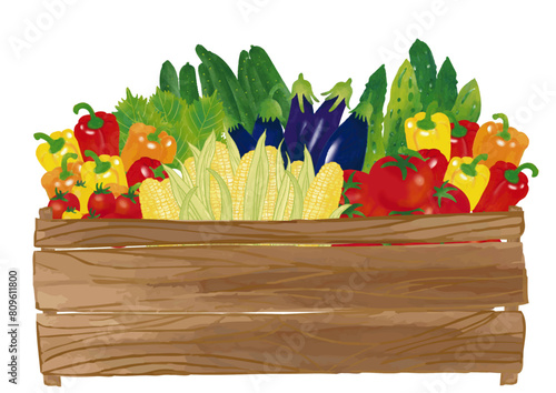 水彩風　夏野菜いろいろ木箱　セット Fresh Vegetable Series:Watercolor Summer Vegetables In a Wooden Box Set