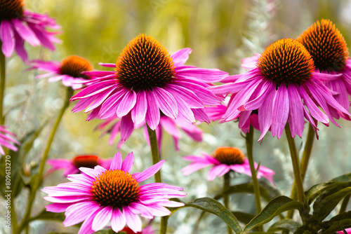 Blossom of bright of Echinacea Purpurea. Herbal medicine. Medical plant for health and immunity. Bright Purple Coneflower in the family Asteraceae. Seasonal wallpaper for design