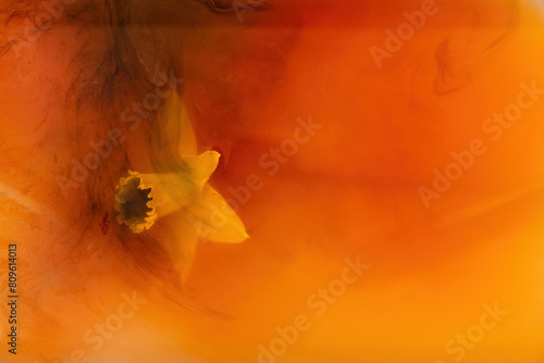 Single yellow daffodil submerged in an orange fluid