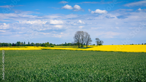 widok na kwitnące pole rzepaku