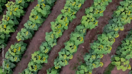 Aerial cenital drone shot of a Field of Sunflowers photo