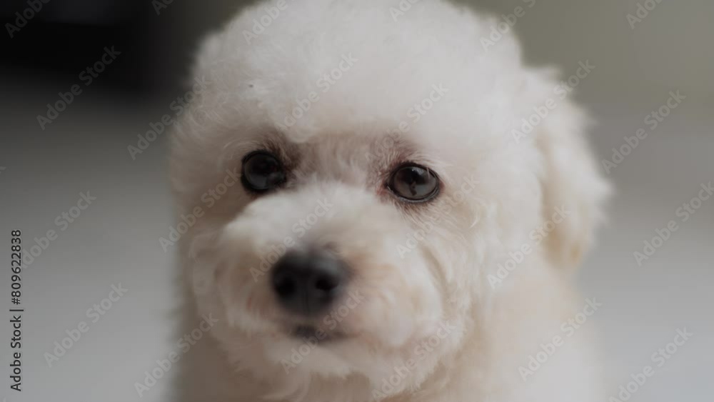 Close up of a Toy Poodle features captured in detail Close up of a Toy Poodle features captured in detail