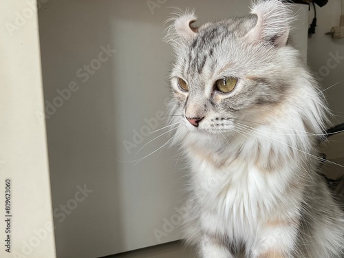 American Curl Cat. Raised in the house