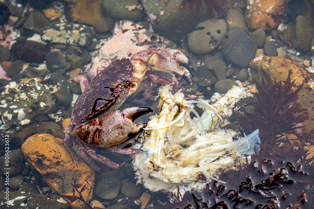 Red Rock Crab (Cancer Productus) eating fish, Fitzgerald Marine Reserve Red Rock Crab (Cancer Productus) eating fish, Fitzgerald Marine Reserve