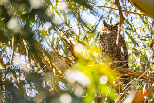 The great horned owl (Bubo virginianus) resting in tree.