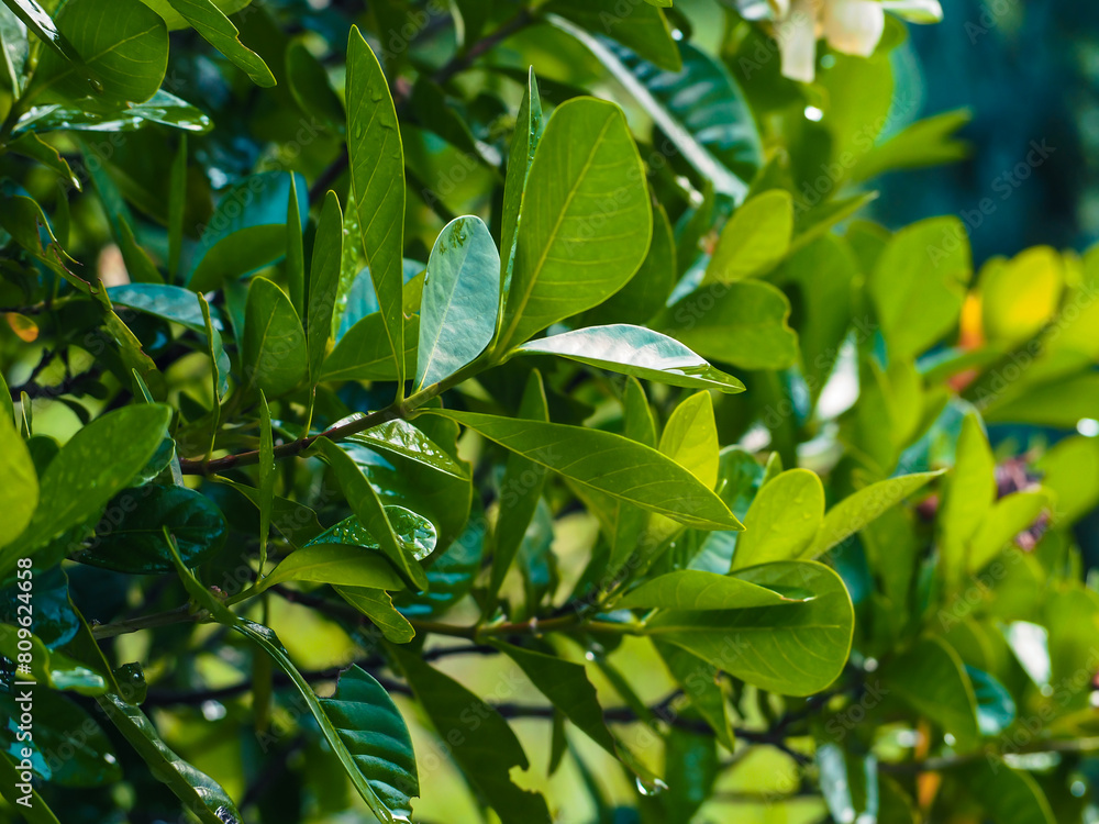 The leaves in the garden are refreshing for the rainy season background. The leaves in the garden are refreshing for the rainy season background.