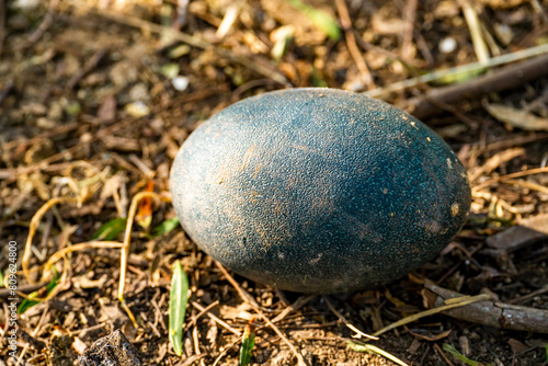 Close-up of Emu (Dromaius novaehollandiae) egg. 