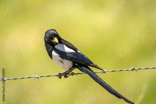 Close-up of Yellow-billed magpie (Pica nuttalli)