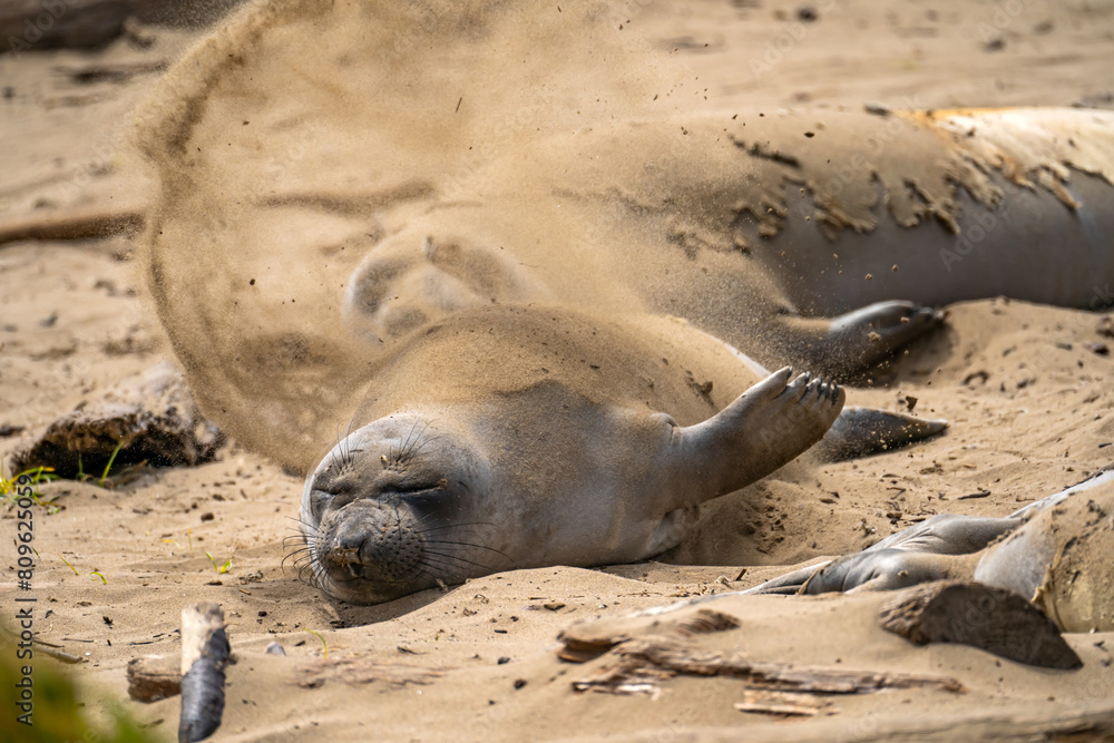 Elephant seal throws sand at itself, Año Nuevo State Park, California Elephant seal throws sand at itself, Año Nuevo State Park, California