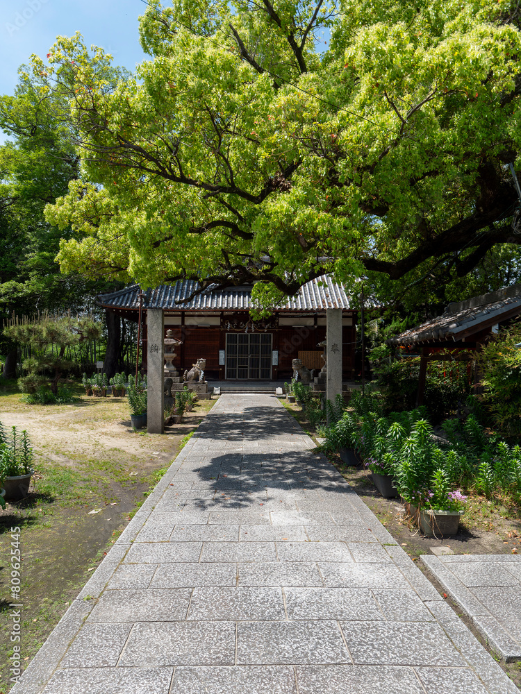 大楠に覆われた川辺神社の風景