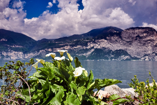 Majestic mountain lake garda view with calla lilies
