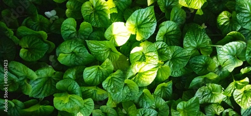 green leaves background