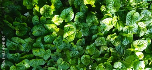 green leaves background