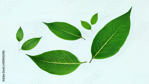 Green Floating Leaves Flying Leaves Green Leaf Dancing isolated on transparent background. Flying whirl green leaves in the air, Healthy products by organic natural ingredients concept © maru
