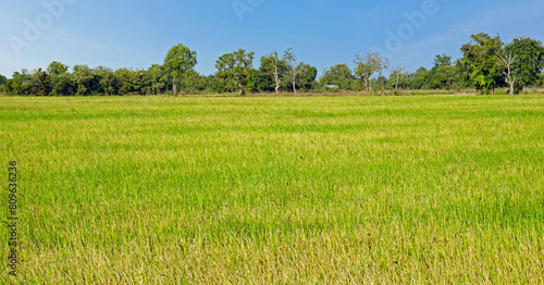 scenic view over rice field in cambodia photo