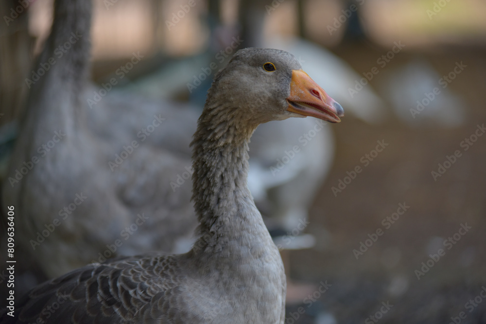 Greylag Goose (Anser anser) Geese in a country yard. Free range poultry farming Greylag Goose (Anser anser) Geese in a country yard. Free range poultry farming