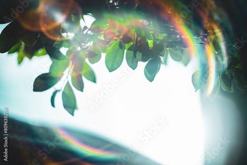 commonly known as weeping fig, benjamin fig or ficus Ficus benjamina, and Ficus benjamina often sold in stores as just ficus,Ficus benjamina is a species of flowering