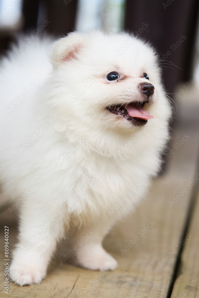 Obraz premium 2 months old white fluffy Pomeranian puppy face looking down closeup, Mahe Seychelles 