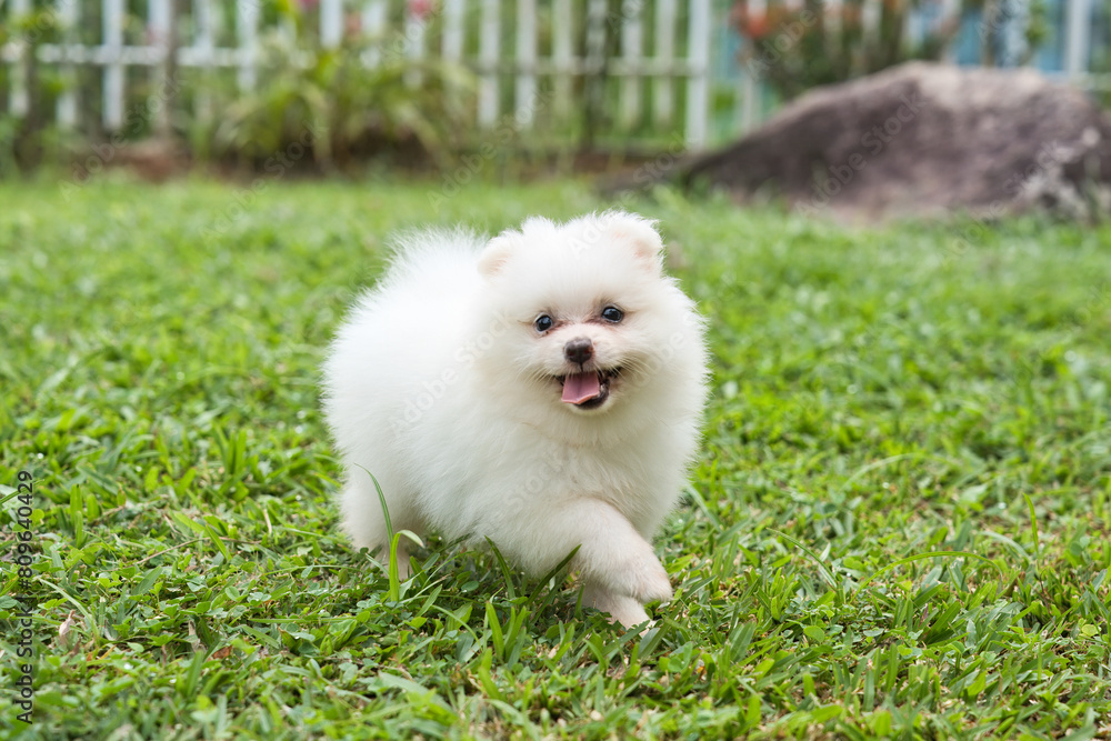 2 months old white fluffy Pomeranian puppy playing in green grass in the garden, Mahe Seychelles 2 months old white fluffy Pomeranian puppy playing in green grass in the garden, Mahe Seychelles