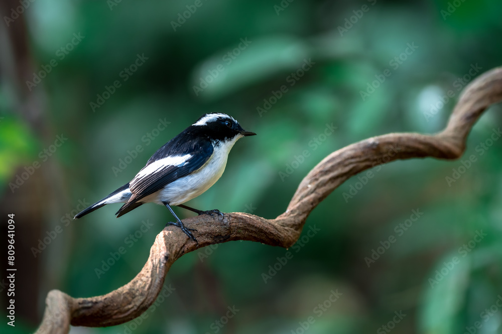 Obraz premium Little Pied Flycatcher The head, upper body, and tail are black. The eyebrows are long. The wing stripes and base of the outer pair of tail feathers are white. The lower body is white. Chiang Mai.