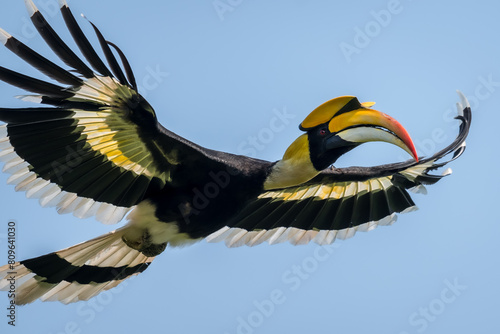 The bill and large hump are yellow. The face is black. The throat is white or yellowish-white. The body is black. The wings are black with a wide yellow stripe running down the middle of the wings. © Pluto Mc
