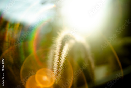 two edges of the sheath are not connected to each other. Pennisetum purpureum leaves have no stems and have narrow strip-shaped Pennisetum purpureum blades. 