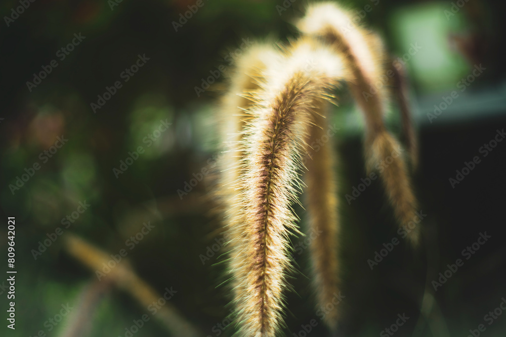 two edges of the sheath are not connected to each other. Pennisetum purpureum leaves have no stems and have narrow strip-shaped Pennisetum purpureum blades. two edges of the sheath are not connected to each other. Pennisetum purpureum leaves have no stems and have narrow strip-shaped Pennisetum purpureum blades.