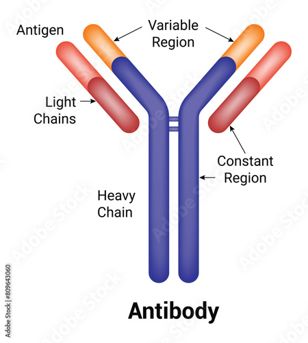 Antibody Science Vector Design Illustration