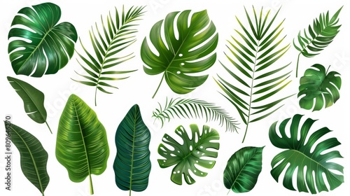 Leaves from tropical plants in modern format