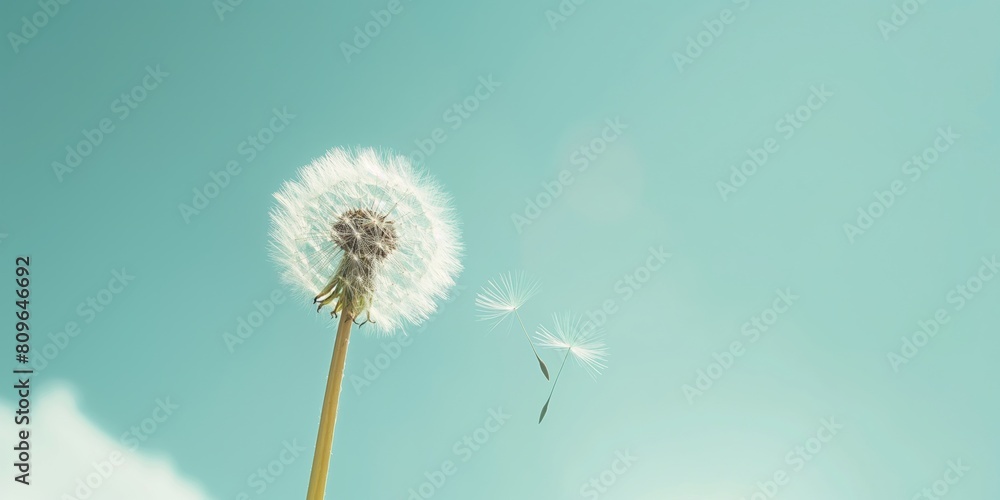 A single dandelion with its delicate seeds being carried by the breeze against a clear blue sky