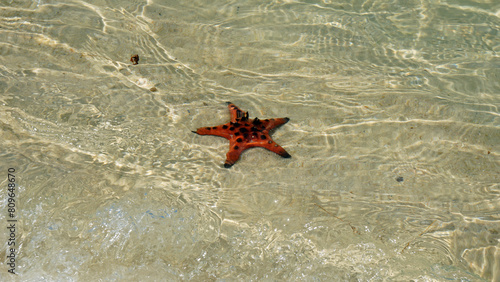 starfish at starfish beach