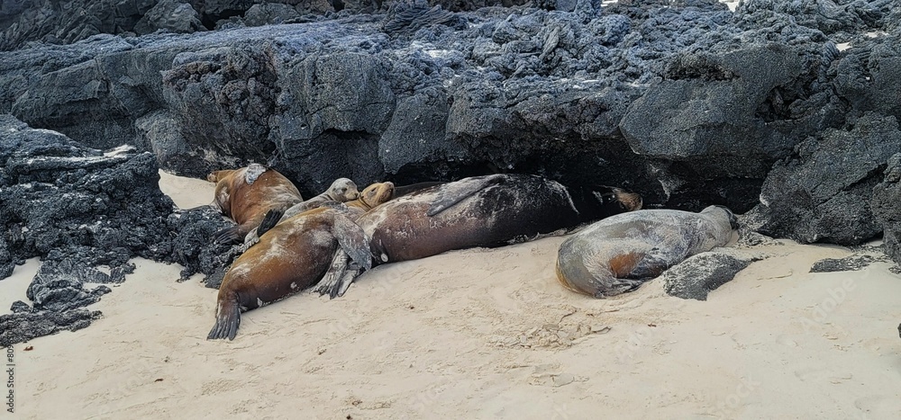 Cluster of sea lions relaxing on a sandy shore near dark stones.