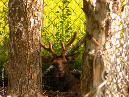 The Altai maral is one of the subspecies of the red deer.It is recognized that the meat, blood, and horns of marals have useful, healing properties. photo