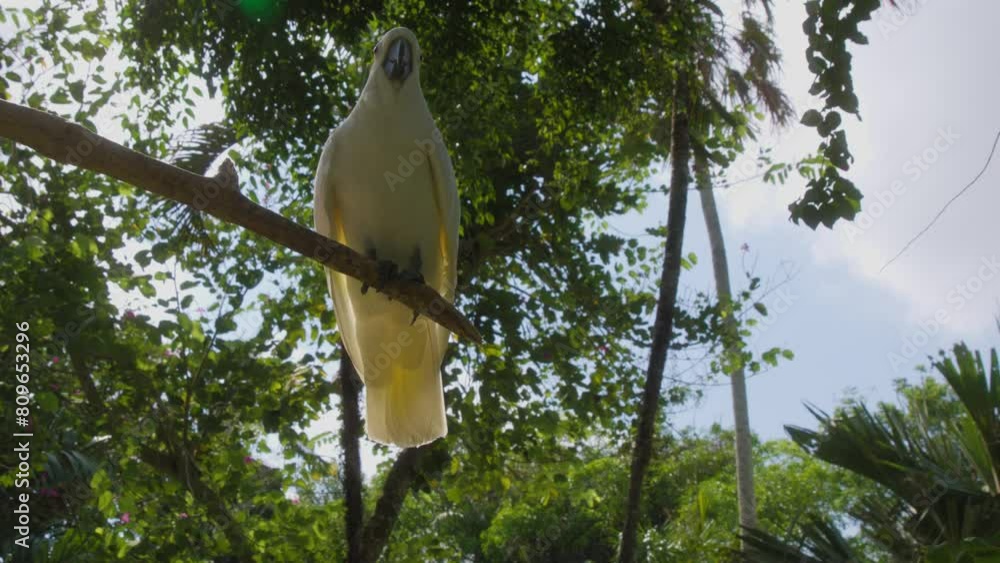 White cockatoo walking on a branch, with sky and green tree branches in the background. Slow motion low-angle shot. White cockatoo walking on a branch, with sky and green tree branches in the background. Slow motion low-angle shot.