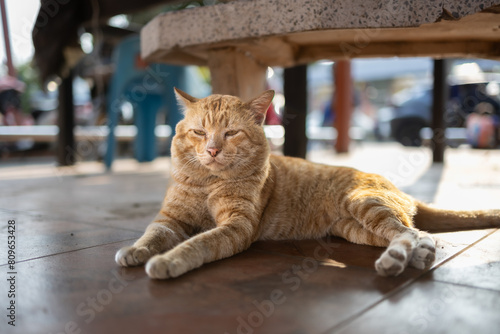 Old Orange Tabby Cat Relaxing On The Floor.
