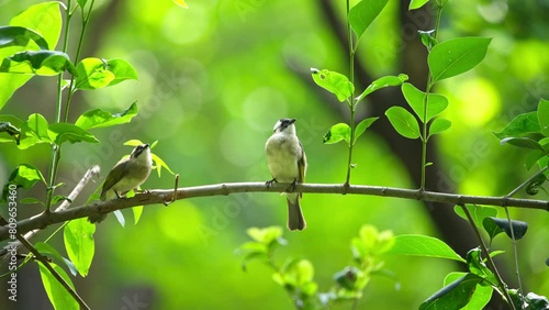 Close up of two birds sitting on the branch in the woods