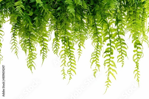 Hanging ferns in a botanical garden photo on white isolated background