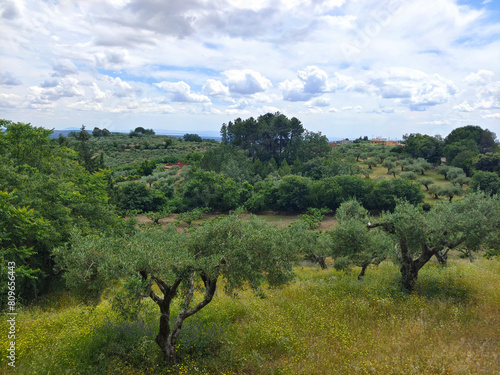 Olive trees