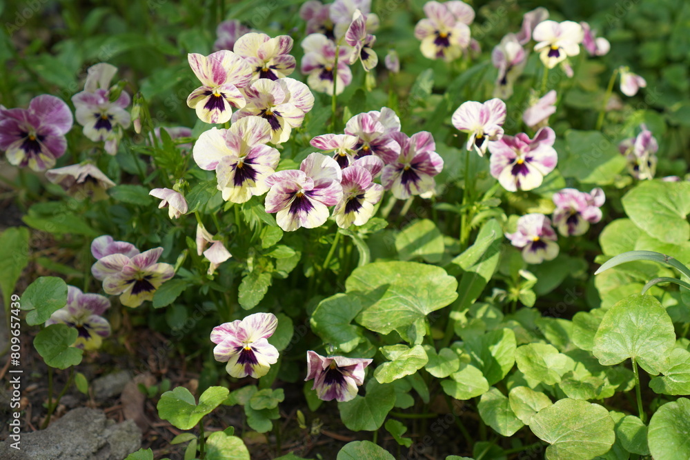 blooming pansies among green leaves in the garden in spring and the nursery of ornamental plants blooming pansies among green leaves in the garden in spring and the nursery of ornamental plants