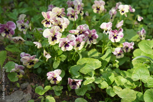 blooming pansies among green leaves in the garden in spring and the nursery of ornamental plants