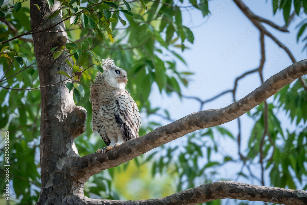 Spot-bellied Eagle Owl Largest, dark brown head, tufts of fur, erect ears. Grayish white face Dark red-brown eyes, yellow mouth, white underbody with large heart-shaped black spots scattered all over. Spot-bellied Eagle Owl Largest, dark brown head, tufts of fur, erect ears. Grayish white face Dark red-brown eyes, yellow mouth, white underbody with large heart-shaped black spots scattered all over.