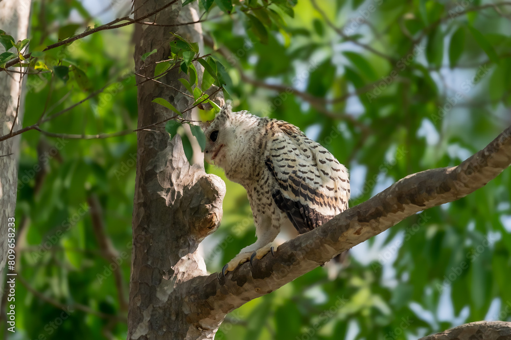 Spot-bellied Eagle Owl Largest, dark brown head, tufts of fur, erect ears. Grayish white face Dark red-brown eyes, yellow mouth, white underbody with large heart-shaped black spots scattered all over. Spot-bellied Eagle Owl Largest, dark brown head, tufts of fur, erect ears. Grayish white face Dark red-brown eyes, yellow mouth, white underbody with large heart-shaped black spots scattered all over.