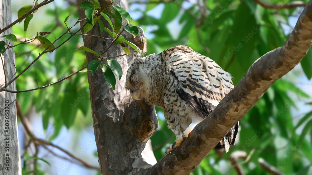 Spot-bellied Eagle Owl Largest, dark brown head, tufts of fur, erect ears. Grayish white face Dark red-brown eyes, yellow mouth, white underbody with large heart-shaped black spots scattered all over. Spot-bellied Eagle Owl Largest, dark brown head, tufts of fur, erect ears. Grayish white face Dark red-brown eyes, yellow mouth, white underbody with large heart-shaped black spots scattered all over.