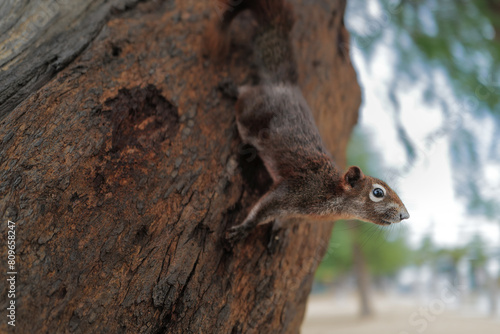 Variable Squirrel On The Trunk Of Tree.