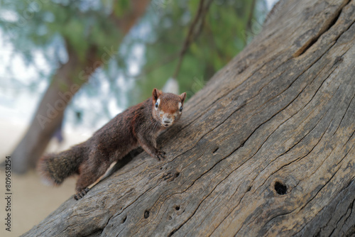 Variable Squirrel Looking To Camera.